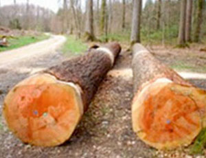 Für die Herstellung der Vogellisi Badezuber wird einheimisches Lärchen- und Douglasienholz verwendet
